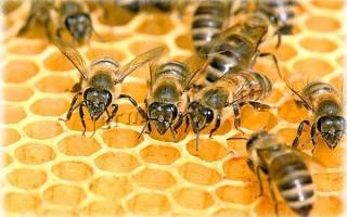 Пчелиная семья: состав, жизнь и обязанности