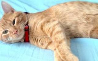 Как распознать и лечить микоплазмоз у кошек