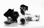 Дипилидиоз у собак — заражение огуречным цепнем