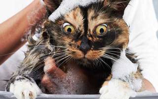 Как часто можно мыть кошек