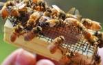 Пчеловодство замена маток