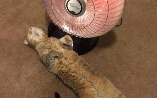Как помочь кошке в жару?