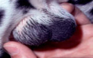 Орхит у собак — основные сведения и лечение