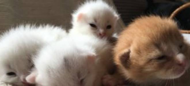 Колтуны у кошки как избавиться