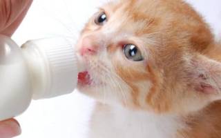 Кошачье молоко состав и заменители