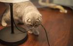 Почему кошка грызет провода, как отучить