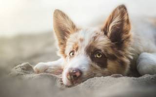 Энтероколит у собак — признаки и лечение воспаления кишечника