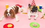 Как отпраздновать день рождения собаки?