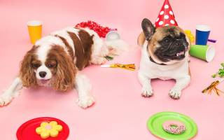 Как отпраздновать день рождения собаки?