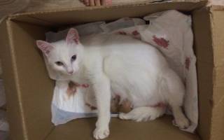 У кошки после родов кровяные выделения