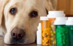 Цистит у собак: признаки, лечение и профилактика