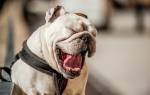 Белый язык у собаки: причины патологии ротовой полости