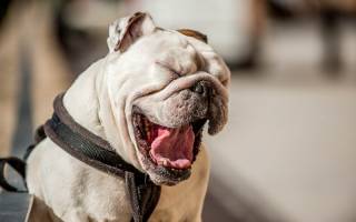 Белый язык у собаки: причины патологии ротовой полости