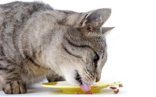 Лакомства для кошек угощение не во вред
