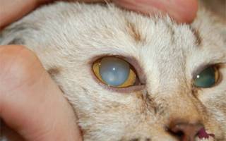 Катаракта у кошек симптомы и лечение