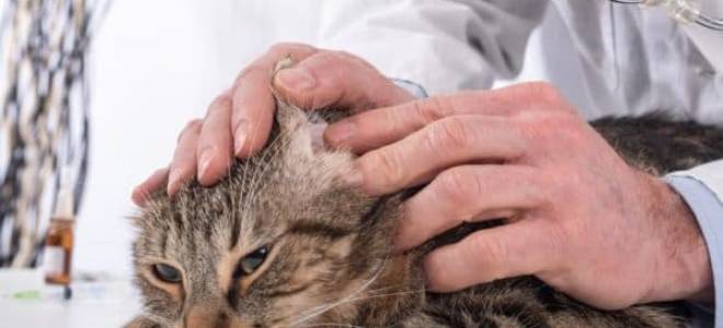 У кошки огромная рана в области шеи и за ухом