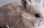 Серый кролик характеристика внешний вид