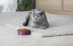 Чем кормить кошку при болезни суставов