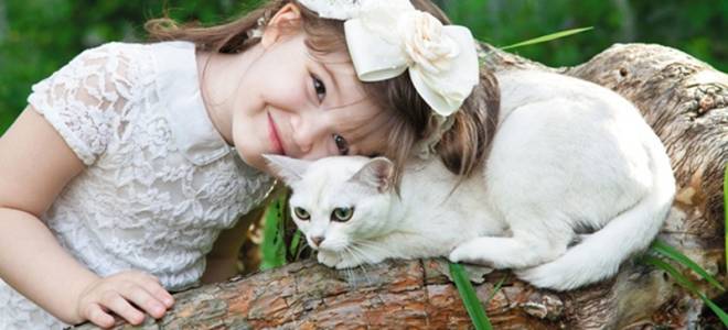 Кот бурмилла описание