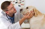 Миастения у собак: общие сведения, диагностика и лечение