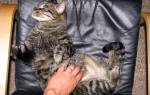 Как сделать массаж кошке при запоре