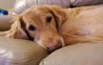 Токсоплазмоз у собак: симптомы и лечение болезни
