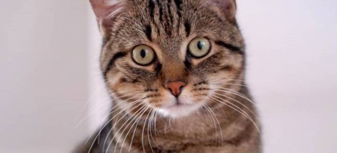 Воспаление почек у котов симптомы лечение