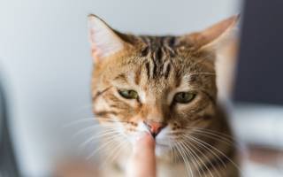 Причины повышенной амилазы в крови у кошек