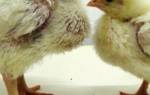 Болезни цыплят бройлера: симптомы и лечение