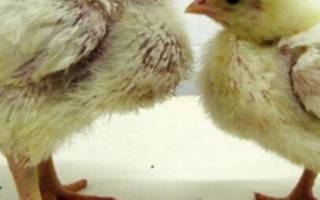 Болезни цыплят бройлера: симптомы и лечение