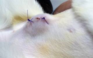 У кошки после стерилизации шишка на животе