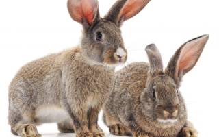 Основные болезни ушей у кроликов и их лечение