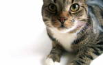 Пиелонефрит у кота и кошек симптомы и лечение