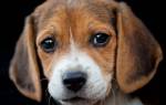 Ленточные глисты у собак: особенности развития, диагностика и лечение