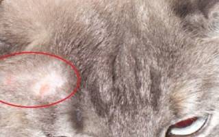 Дерматомикозы у кошек опасны своими последствиями