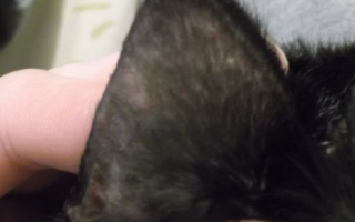 Почему у кота залысины возле ушей Лечение