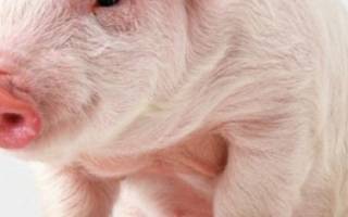 Почему супоросная свинья не ест