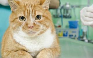 Осложнения и последствия после кастрации кота