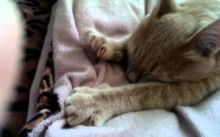 Зачем кошки мнут лапами постель и человека