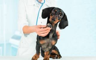 Сердечный кашель у собак: все о причинах, признаках и способах лечения