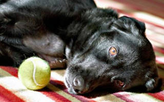 Ишемический инсульт у собак и кошек: причины, симптомы, лечение