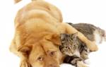 Туляремия — опасная инфекционная патология у кошек и собак