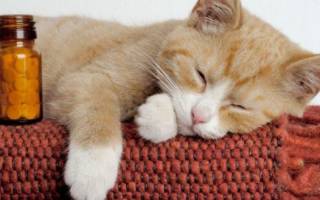 Причины симптомы и лечение пиометры у кошек