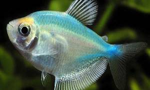Какие болезни бывают у рыбок тернеция