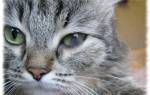 Увеит у кошек: причины, признаки и способы лечения