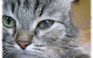 Увеит у кошек: причины, признаки и способы лечения