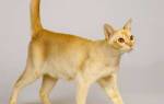 Цейлонская кошка цейлонский кот