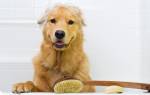 Как помыть собаку — правила и средства гигиены
