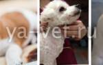 Коллапс трахеи у собаки: основные сведения, лечение и правила реабилитации