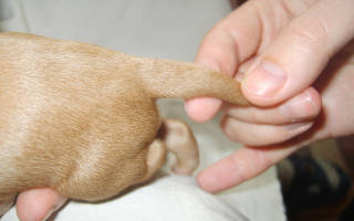 Все основные болезни и травмы хвоста у собак их причины возникновения и методы лечения